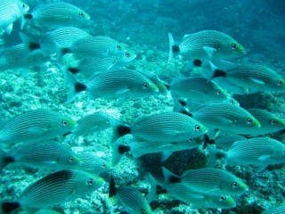 Descubriendo el mar con snorkel